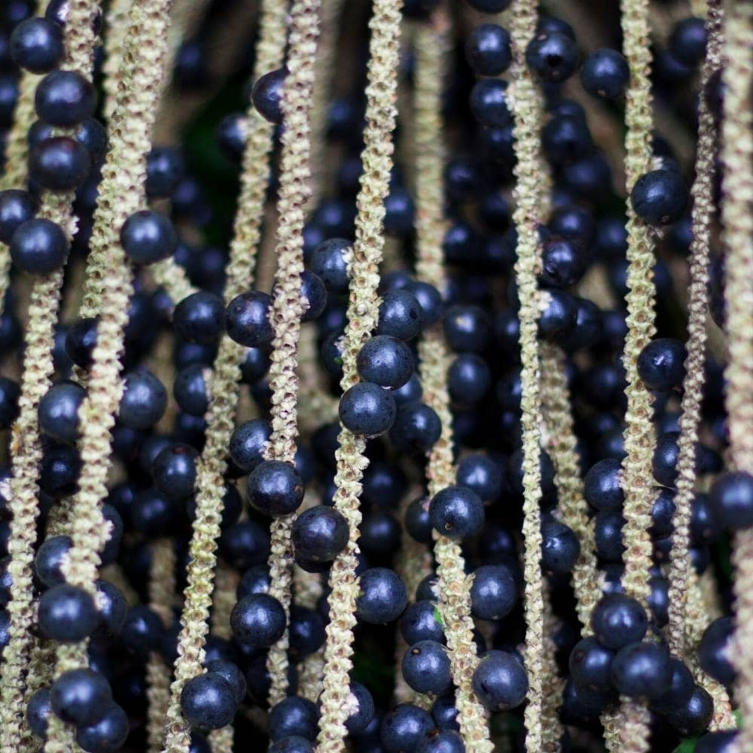 EkoMedica Acai 100% šťava 500 ml - Prírodné liečivé šťavy - 2